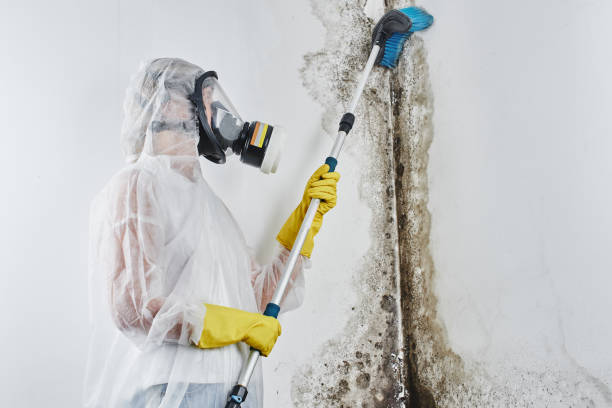 Best Emergency Mold Removal  in Elizabethville, PA