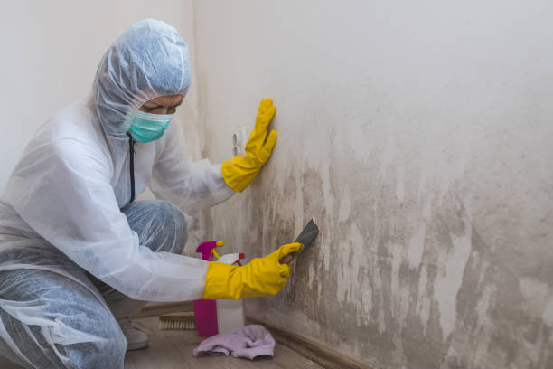 Best Crawl Space Mold Removal  in Elizabethville, PA