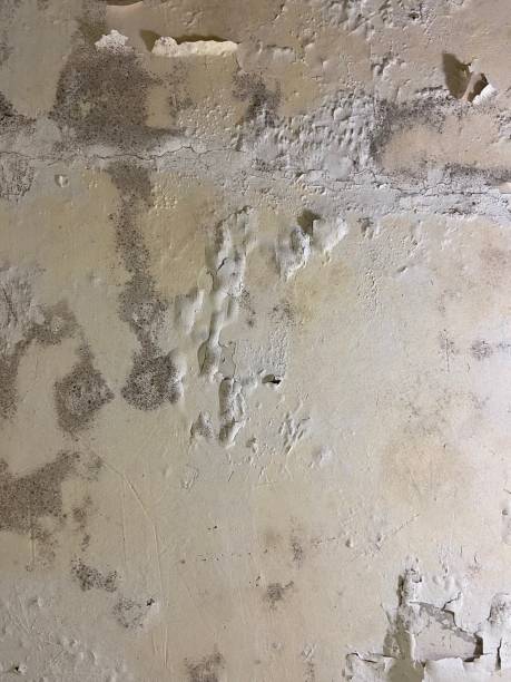 Trusted Elizabethville, PA Mold Removal Experts