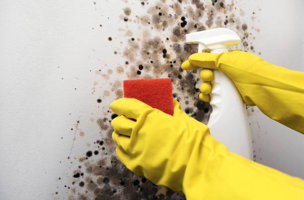 Best Emergency Mold Removal  in Elizabethville, PA