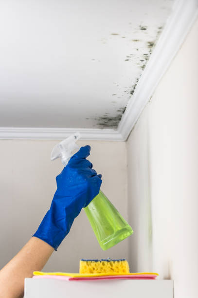 Best Mold Inspection  in Elizabethville, PA
